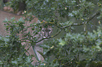 walking puma
