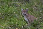 young puma