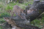 young puma