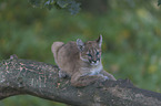 young puma
