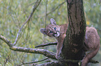 young puma