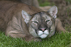 lying puma
