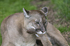 lying puma