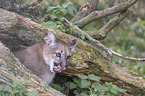 puma portrait
