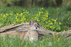 lying puma