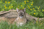 lying puma