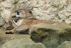 cougar