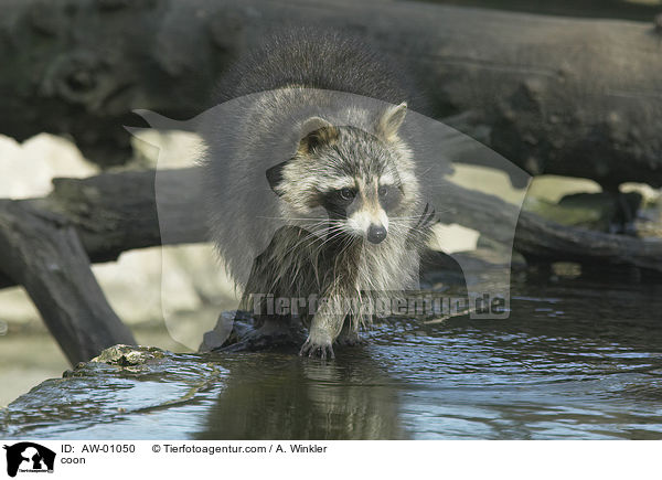 coon / AW-01050