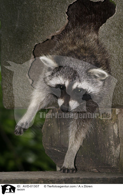 Waschbr / racon / AVD-01307