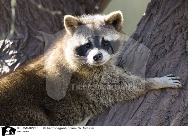 Waschbr / raccoon / WS-02266