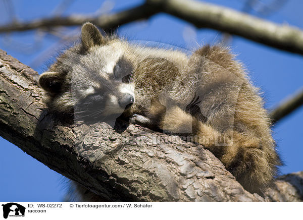 Waschbr / raccoon / WS-02272