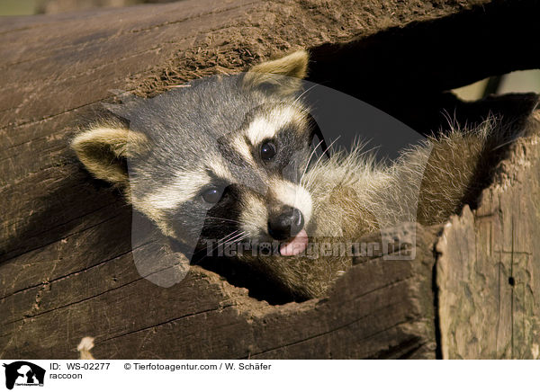 Waschbr / raccoon / WS-02277