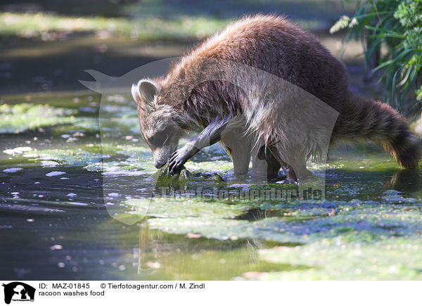 Waschbr wscht Nahrung / racoon washes food / MAZ-01845