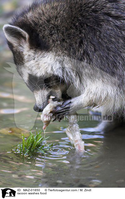 Waschbr wscht Nahrung / racoon washes food / MAZ-01850