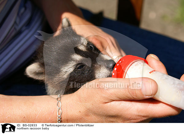 Waschbrbaby / northern raccoon baby / BS-02833