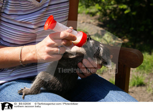 Waschbrbaby / northern raccoon baby / BS-02836
