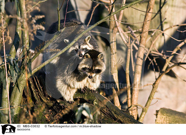 Waschbren / raccoons / MBS-03632