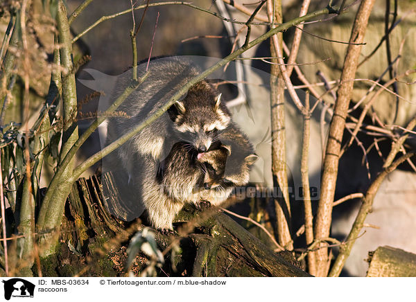 Waschbren / raccoons / MBS-03634