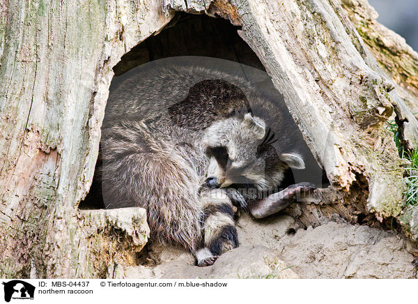 Waschbr / northern raccoon / MBS-04437