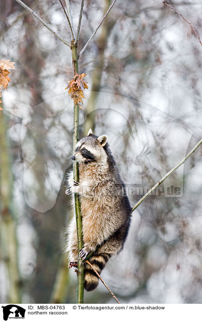 Waschbr / northern raccoon / MBS-04763