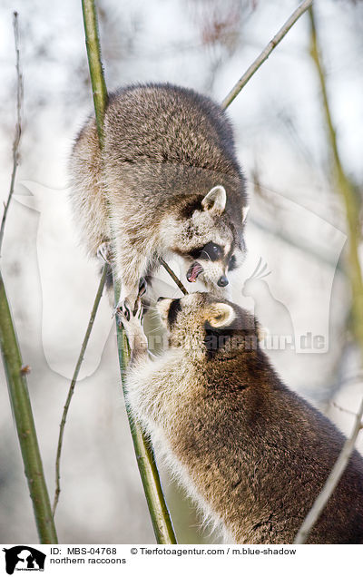 Waschbren / northern raccoons / MBS-04768