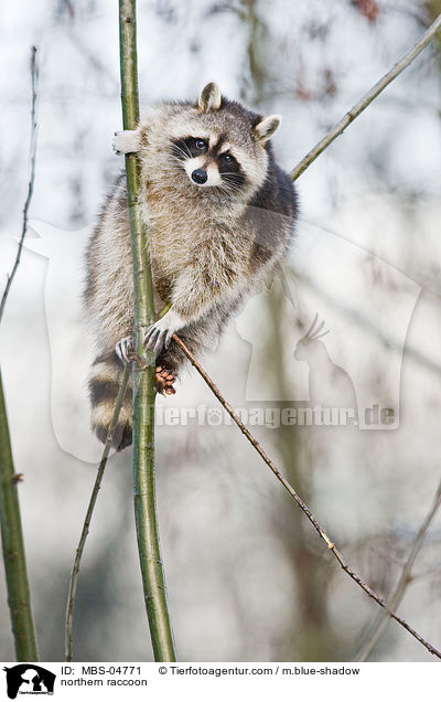 Waschbr / northern raccoon / MBS-04771
