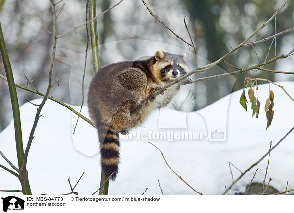 northern raccoon / MBS-04773