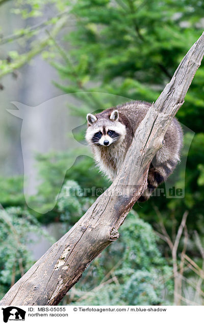 Waschbr / northern raccoon / MBS-05055