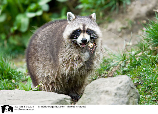 Waschbr / northern raccoon / MBS-05208