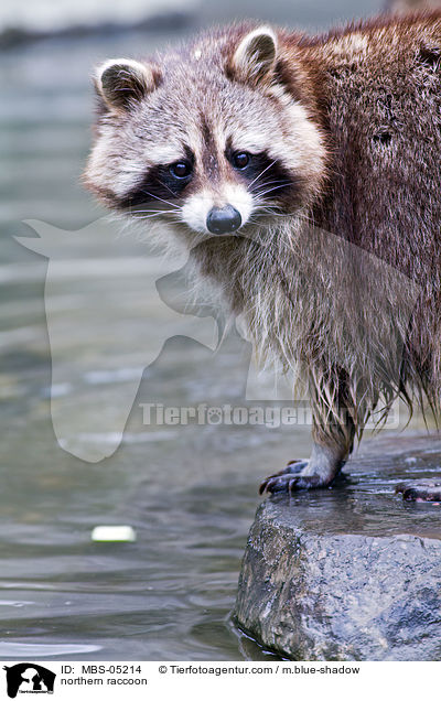 Waschbr / northern raccoon / MBS-05214
