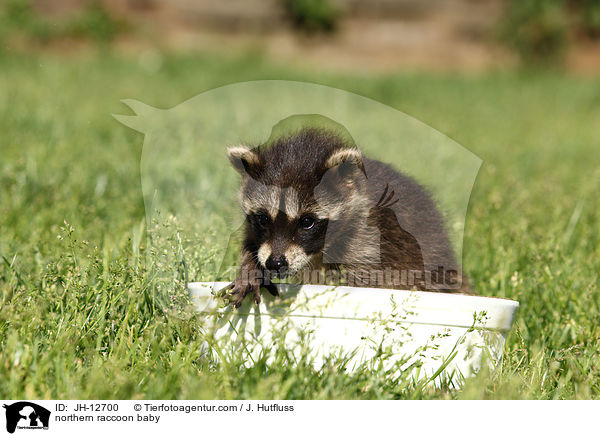 Waschbr Baby / northern raccoon baby / JH-12700