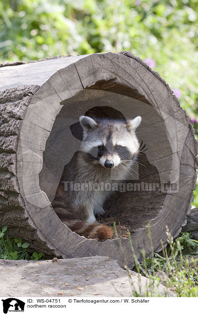 northern raccoon / WS-04751