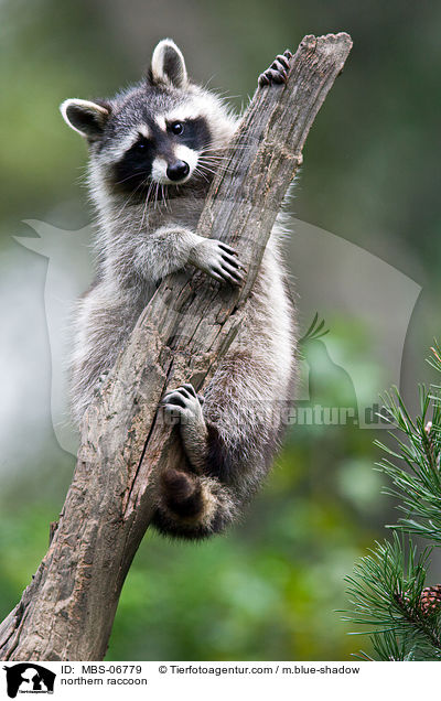 northern raccoon / MBS-06779