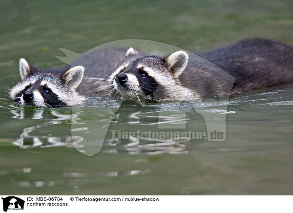 Waschbren / northern raccoons / MBS-06784