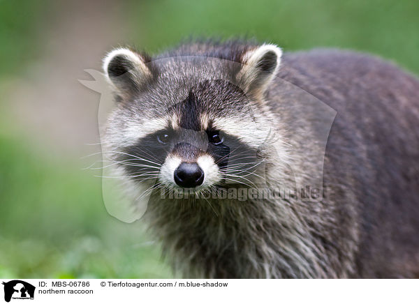 northern raccoon / MBS-06786