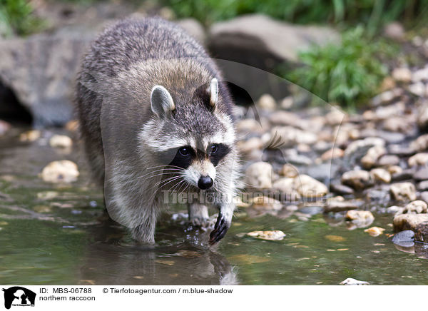northern raccoon / MBS-06788