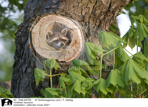 northern raccoon / THA-04705
