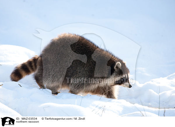 northern raccoon / MAZ-03534