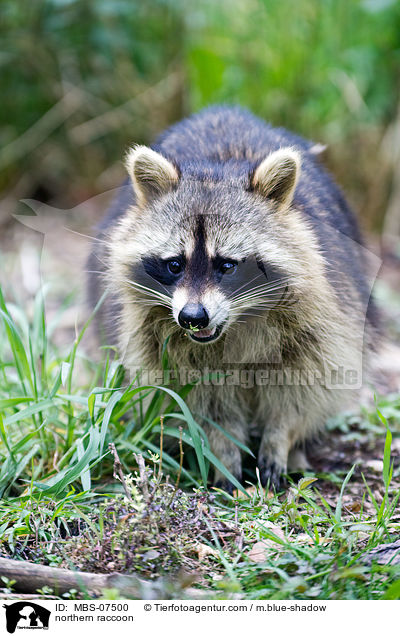 Waschbr / northern raccoon / MBS-07500