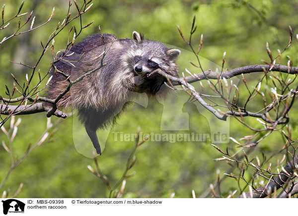 northern raccoon / MBS-09398