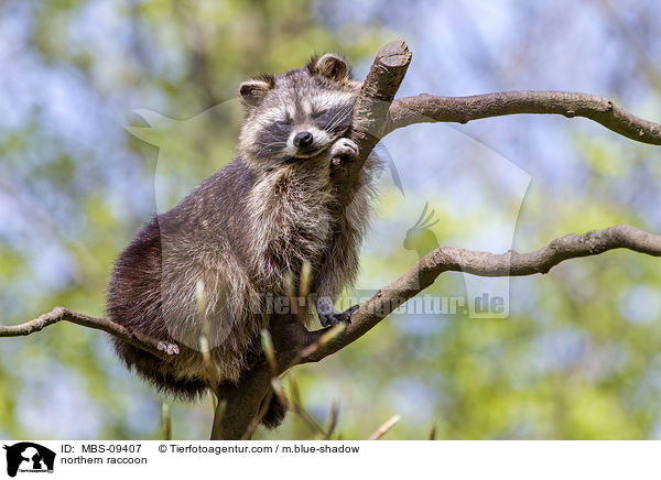 northern raccoon / MBS-09407