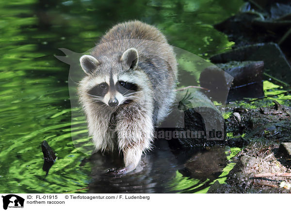 northern raccoon / FL-01915