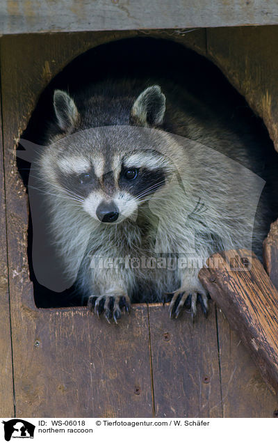 northern raccoon / WS-06018