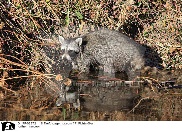 Waschbr / northern raccoon / FF-02972