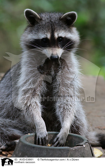 Waschbr / northern raccoon / AVD-03661