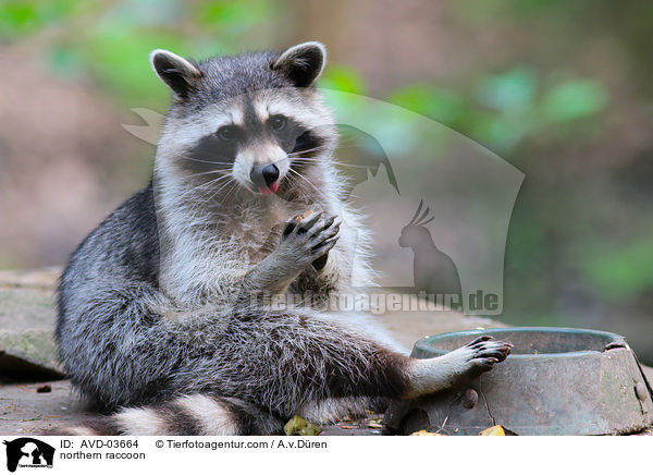 northern raccoon / AVD-03664