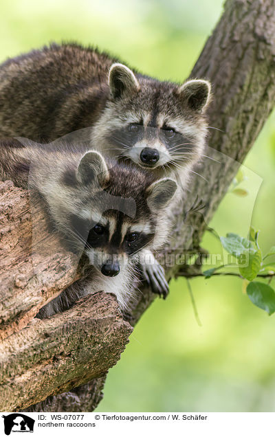 Waschbren / northern raccoons / WS-07077