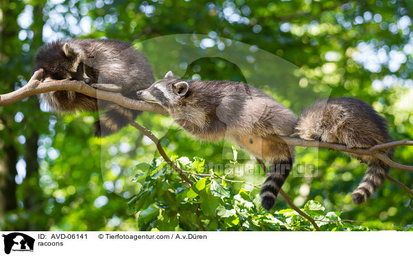 Waschbren / racoons / AVD-06141