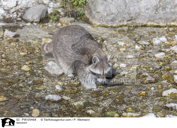 Waschbr / raccoon / PW-05468