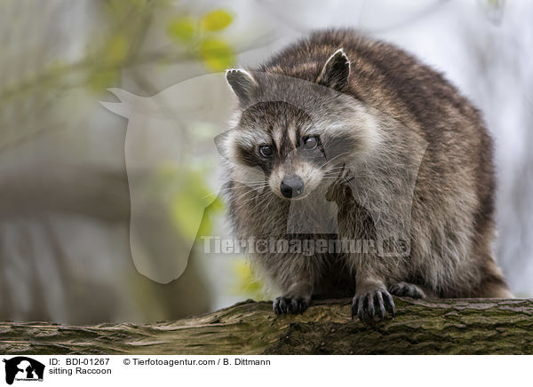 sitting Raccoon / BDI-01267